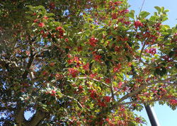 クロガネモチ　へ