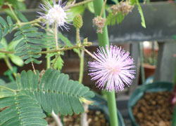 オジギソウ　へ