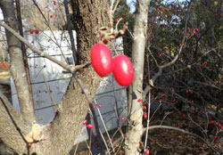 サンシュユ　へ