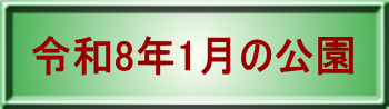 令和7年12月の公園