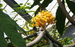 ムユウジュ　へ