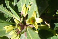 オニシバリ　へ