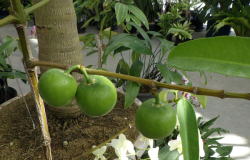 オオバノマンゴスチン　へ