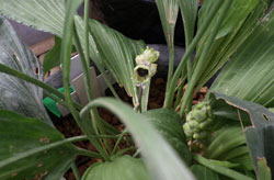 シマハラン　へ