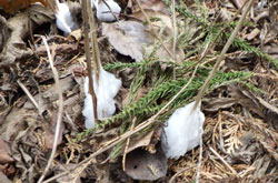 シモバシラ　へ