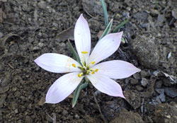 原種チューリップ　へ