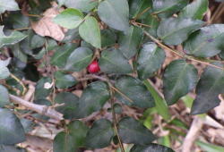 アリドオシ　へ