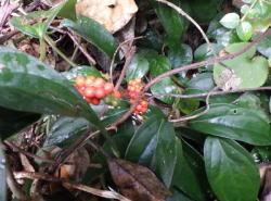 フウトウカズラ　へ