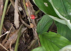 ハナミョウガ　へ