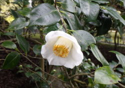 加茂本阿弥　へ