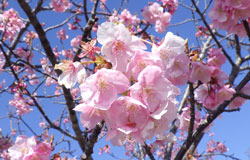 河津ザクラ　へ