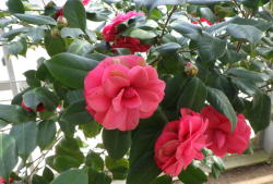 マソティアナ　へ