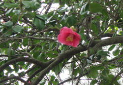 ヤブツバキ　へ