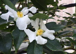 ユウケンユチャ　へ