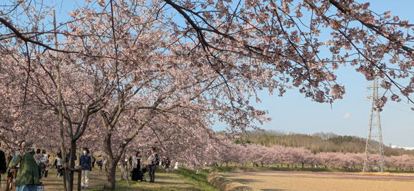 北浅羽桜堤公園　へ