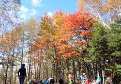 源氏山の紅葉　へ