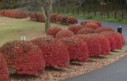 森林公園の紅葉２　へ