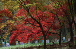 森林公園の紅葉１