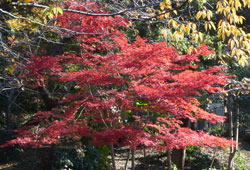 上野紅葉　へ