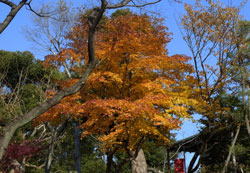 上野黄葉　へ