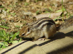 シマリス　へ