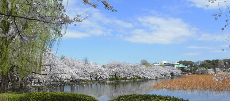 上野公園のサクラ　へ