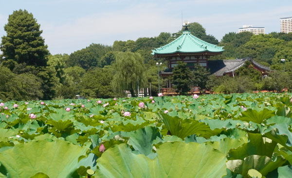 上野公園不忍池のハス　へ