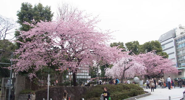 上野公園　広小路　サクラ　へ