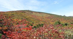 安達太良山紅葉　へ