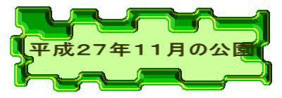 平成２７年１１月の公園 