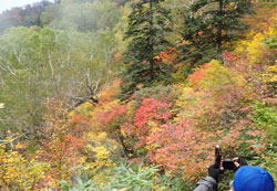 火打山の紅葉　へ