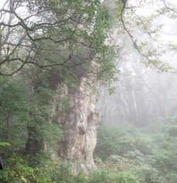 縄文杉　へ