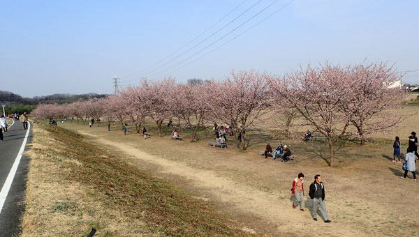 北浅羽桜堤　へ