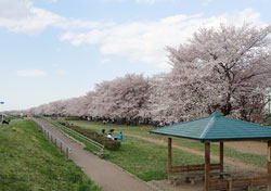 高麗川桜堤　へ