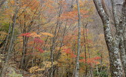 蛭ヶ岳　紅葉　へ