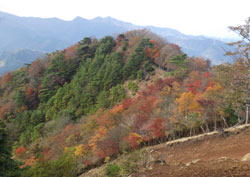 大山　紅葉　へ