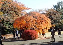 新宿御苑の紅葉　へ