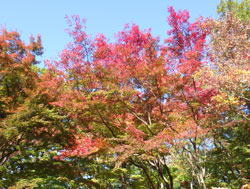 森林公園の紅葉１　へ