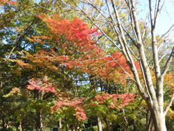 森林公園の紅葉２　へ