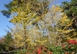 森林公園の紅葉３　へ