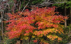 堂平山の紅葉　へ