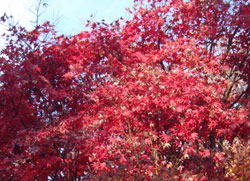 神代植物公園の紅葉　へ