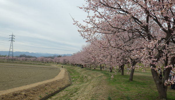 浅場　桜堤　へ