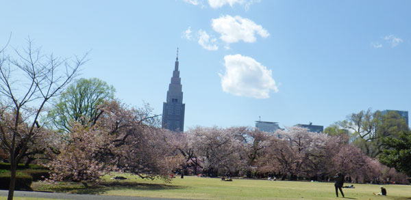 御苑のサクラ　へ