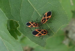 ジュウジナガカメムシ　へ