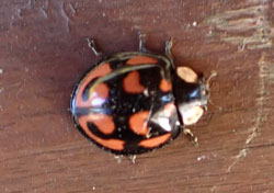 カメノコテントウ　へ