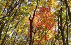 日向山　紅葉　へ