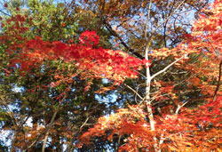 宝登山紅葉　へ