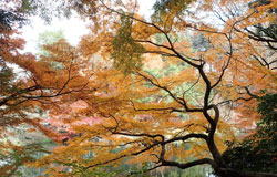 池の紅葉　へ