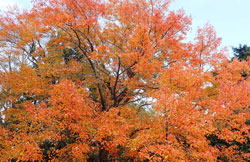 新宿御苑　紅黄葉　へ